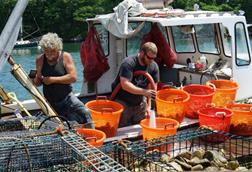 US oyster harvesting