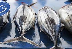 MSC tuna