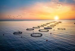 Aquaculture fish farm, Lake Victoria