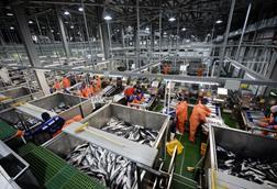Russia fish processing