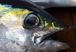 Yellowfin tuna