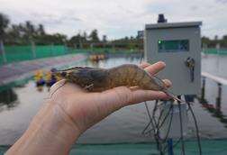 Picture shows a shrimp from HydroNeo's research and development farm