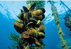 The image shows mussels being grown underwater in a seafood farm