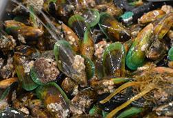 Green lipped mussels
