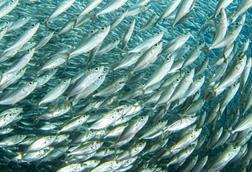 Shoal of fish