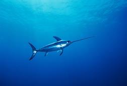 Swordfish