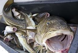 Northeast Arctic cod