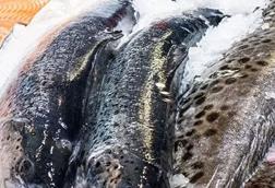 Norwegian salmon