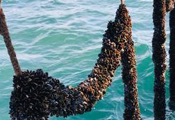 Mussels growing on ropes at the offshore farm in Lyme Bay, UK