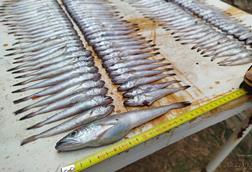 undersized hake