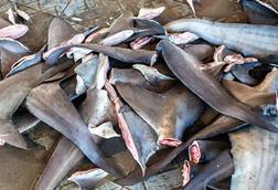 truth-about-shark-finning
