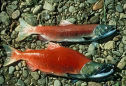 Sockeye salmon