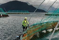 Cod farming