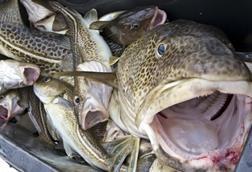 Cod stocks in the North Sea continue to show a strong recovery