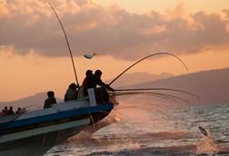 The sustainable development of Indonesia's pole and line and hand line tuna fishery should be proritised