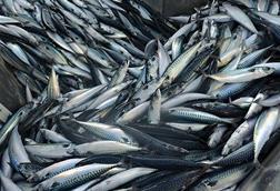 Northeast Atlantic mackerel