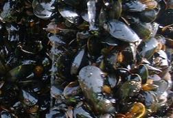 Scottish rope grown mussels
