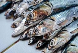 Peru anchovy