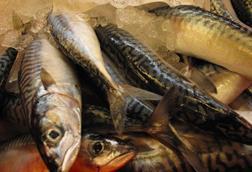 Northeast Atlantic mackerel