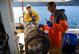 NSF Community Catch Orkney Crab
