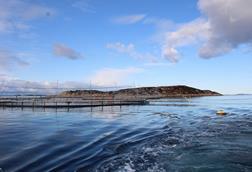 Norcod farming site