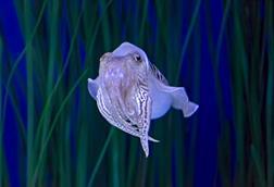 Cuttlefish
