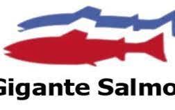 Gigante Salmon