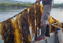 Atlantic Mariculture kelp farming 4
