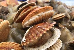 Queen scallops