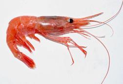 St Lawrence northern shrimp