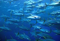 Tuna fisheries