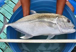 Giant trevally