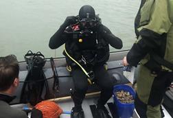 A RN diver releases oysters back into the Solent