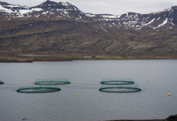 Aquaculture Graphic (ICELAND)