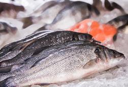 European seabass