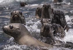 Seals in Pisagua Bay, Chile