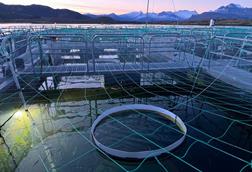 Nofima research into the light needs of farmed salmon