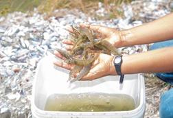 Shrimp harvest at AGRIMINGOLD SA’s farm in Ecuador