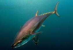 Atlantic bluefin tuna