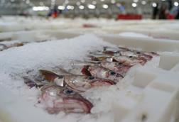 Scottish seafood
