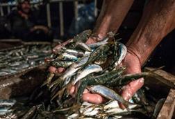 Mediterranean fishing