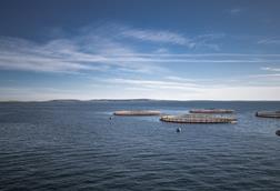 Salmon pens at sea with the shore in the background