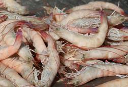 Gulf of Mexico pink shrimp