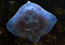 The image shows a Greenpeace picture of the Thornback Ray