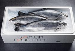 Salmon Evolution
