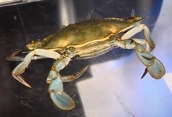 A close up image of a crab being manually sorted
