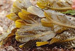 A new textile has been developed which could revolutionise seaweed farming. Credit: Gary Houston/CC0, via Wikimedia Commons
