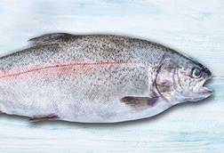 Turkish salmon