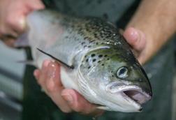 Farmed salmon