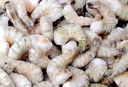 Indian frozen shrimp